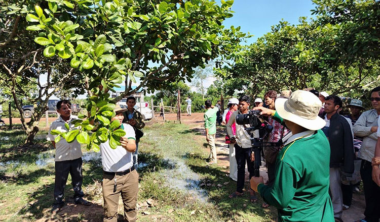 /2026/10/cambodia-trains-cashew-farmers-to-cut-costs-and-tackle-climate-risks-52000-645247.htm